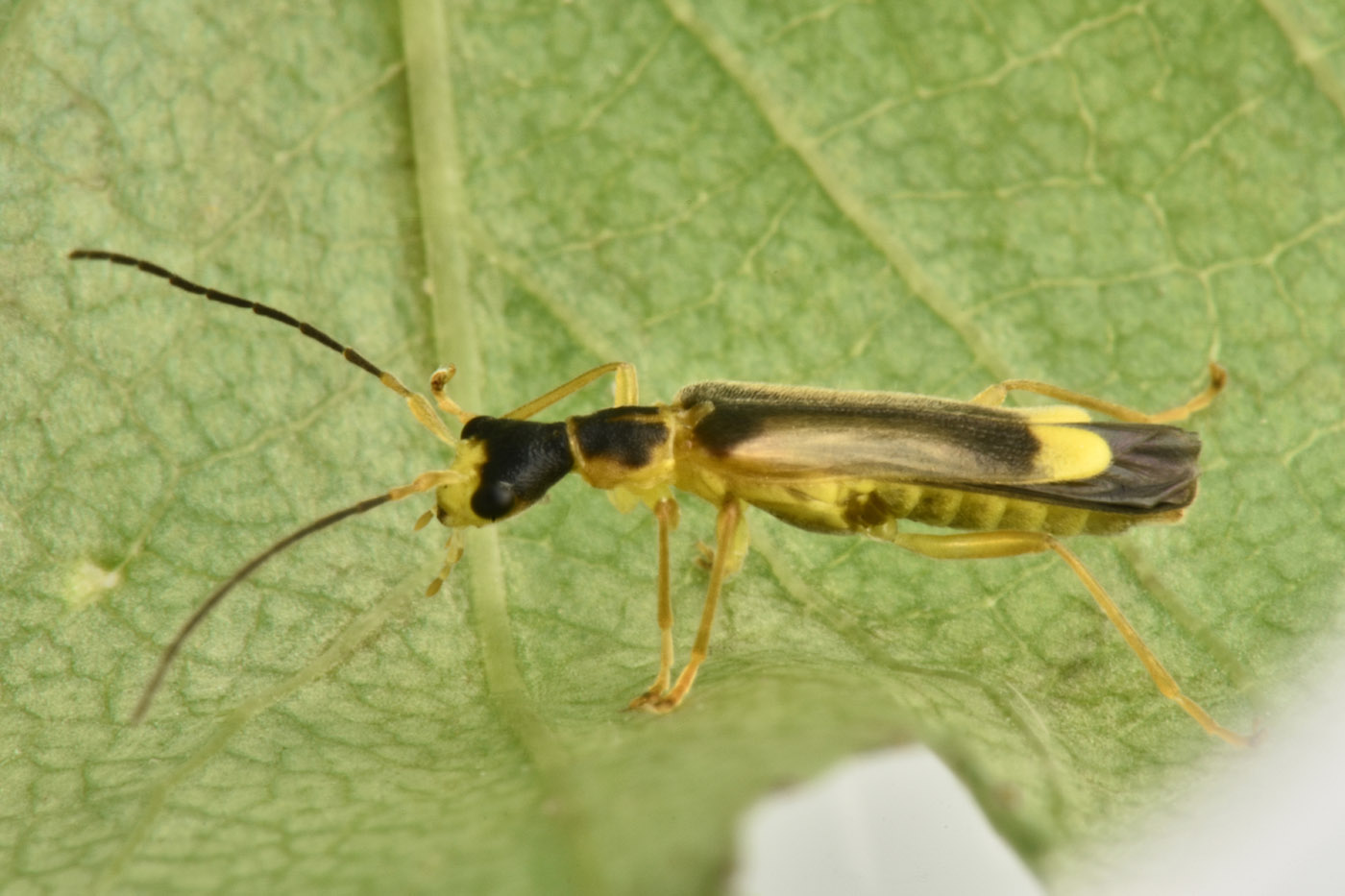 Cantharidae: Malthinus flaveolus?  Sì !